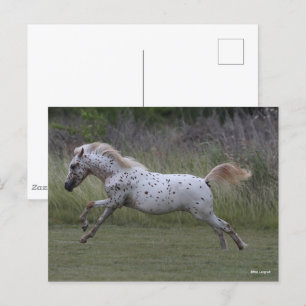 Bob Langrish Leaping van de Pony van Amerika Briefkaart