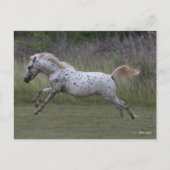 Bob Langrish | Leaping van de Pony van Amerika Briefkaart (Voorkant)
