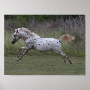 Bob Langrish Leaping van de Pony van Amerika Poster