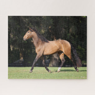 Bob Langrish Lichte baai Lusitano Legpuzzel