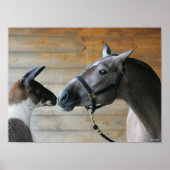 Bob Langrish Llama en Andalucian Meeting Headshot Poster (Voorkant)