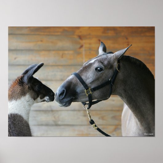 Bob Langrish Llama en Andalucian Meeting Headshot Poster (Voorkant)