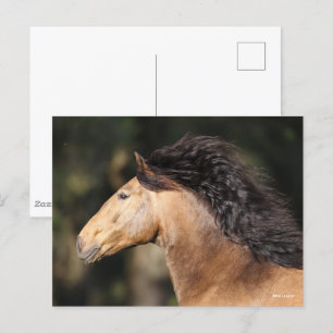 Bob Langrish   Lusitano Headshot Mane stromend Briefkaart