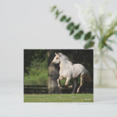 Bob Langrish | Lusitano-paarden Briefkaart (Staand voorkant)