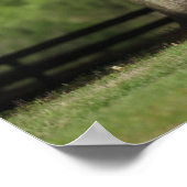 Bob Langrish | Lusitano-paarden Poster (Hoek)