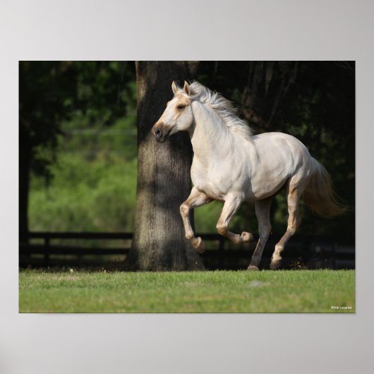 Bob Langrish | Lusitano-paarden Poster (Voorkant)