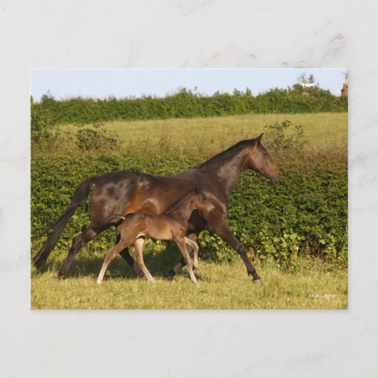 Bob Langrish | Maas voor bewapend bloed en vederwi Briefkaart (Voorkant)