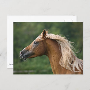 Bob Langrish   Mane Flows   Arab Stallion headshot Briefkaart