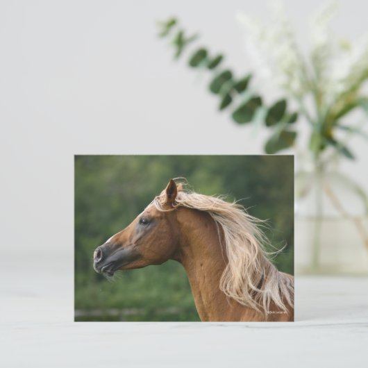 Bob Langrish | Mane Flows | Arab Stallion headshot Briefkaart (Staand voorkant)