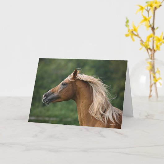 Bob Langrish | Mane Flows | Arab Stallion headshot Kaart (Gele Bloem)