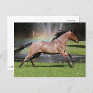 Bob Langrish   Mangalarga Horse Running Rainbow Briefkaart