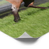 Bob Langrish | Mangalarga Horse Running Rainbow Poster (Hoek)