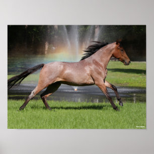 Bob Langrish Mangalarga Horse Running Rainbow Poster