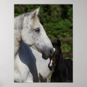 Bob Langrish | Mare en schuimbloem Poster (Voorkant)