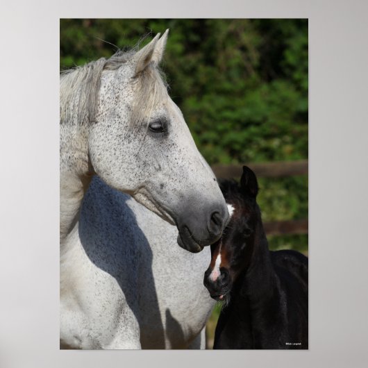 Bob Langrish | Mare en schuimbloem Poster (Voorkant)