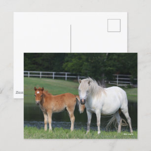 Bob Langrish Miniature Pony Mare and Foal Standing Briefkaart
