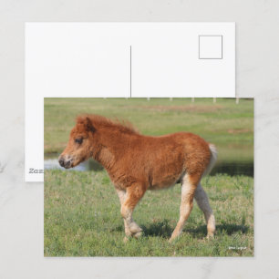 Bob Langrish   Miniatuur Foal Walking Briefkaart