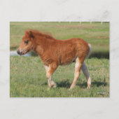 Bob Langrish | Miniatuur Foal Walking Briefkaart (Voorkant)