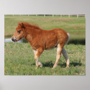 Bob Langrish   Miniatuur Foal Walking Poster
