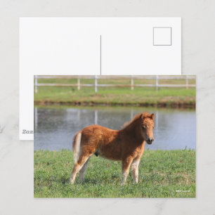 Bob Langrish Miniatuur Pony Briefkaart
