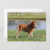 Bob Langrish | Miniatuur Pony Briefkaart (Voorkant / Achterkant)