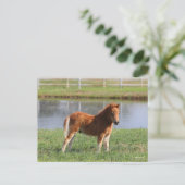 Bob Langrish | Miniatuur Pony Briefkaart (Staand voorkant)
