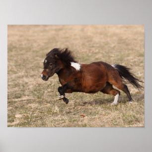 Bob Langrish Miniatuursnelle Pony Poster