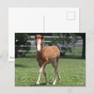 Bob Langrish Miniatuurwalsen van Pony Briefkaart