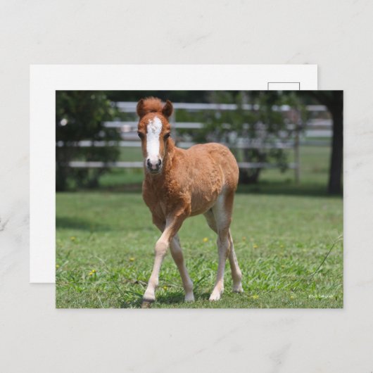 Bob Langrish | Miniatuurwalsen van Pony Briefkaart (Voorkant / Achterkant)