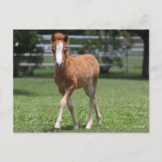 Bob Langrish | Miniatuurwalsen van Pony Briefkaart (Voorkant)