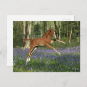 Bob Langrish | Morgan Foal Leaping With Bluebells Briefkaart (Voorkant / Achterkant)