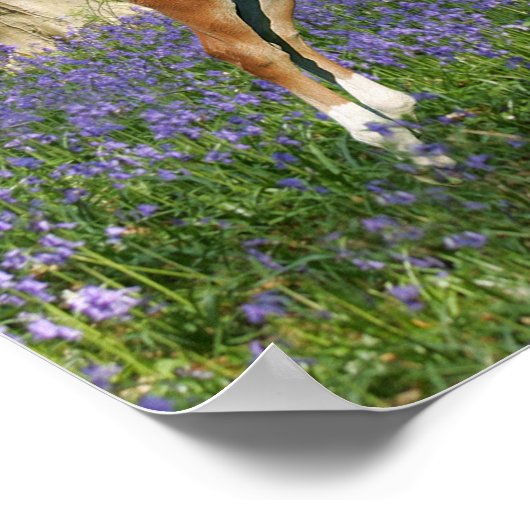 Bob Langrish | Morgan Foal Leaping with Bluebells Poster (Hoek)