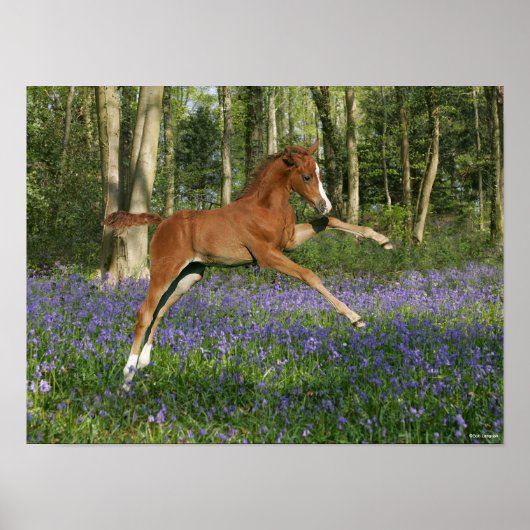 Bob Langrish | Morgan Foal Leaping with Bluebells Poster (Voorkant)