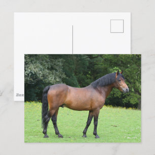 Bob Langrish Nieuwe Pony Briefkaart