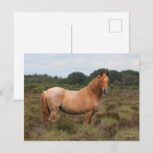 Bob Langrish | Nieuwe Pony in de bosbouw Briefkaart (Voorkant / Achterkant)