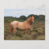 Bob Langrish | Nieuwe Pony in de bosbouw Briefkaart (Voorkant)