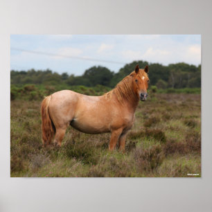 Bob Langrish Nieuwe Pony in de bosbouw Poster
