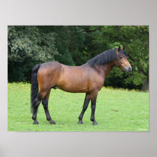 Bob Langrish Nieuwe Pony Poster