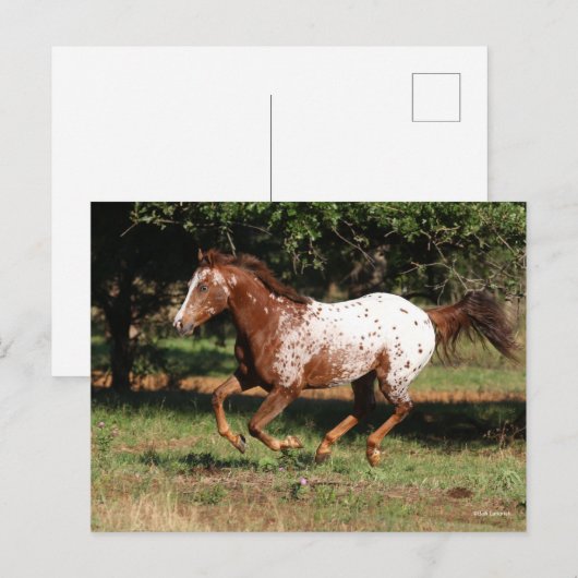 Bob Langrish | Paarden van Appaloosa Briefkaart (Voorkant / Achterkant)