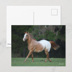 Bob Langrish Paarden van Appaloosa Briefkaart