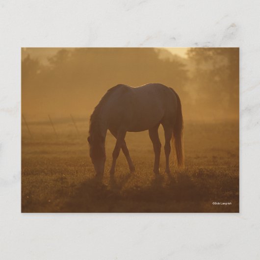 Bob Langrish | Paardengrazing Zonnegestijg Briefkaart (Voorkant)