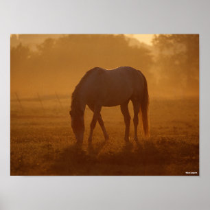 Bob Langrish   Paardengrazing Zonnegestijg Poster