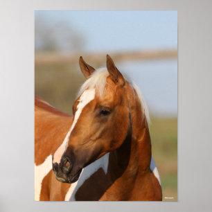Bob Langrish Paint Horse headshot Poster