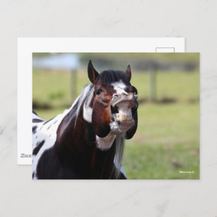 Bob Langrish   Paint Horse Stallion Flehmen Briefkaart