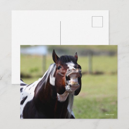Bob Langrish | Paint Horse Stallion Flehmen Briefkaart (Voorkant / Achterkant)