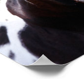 Bob Langrish | Paint Horse Stallion Flehmen Poster (Hoek)