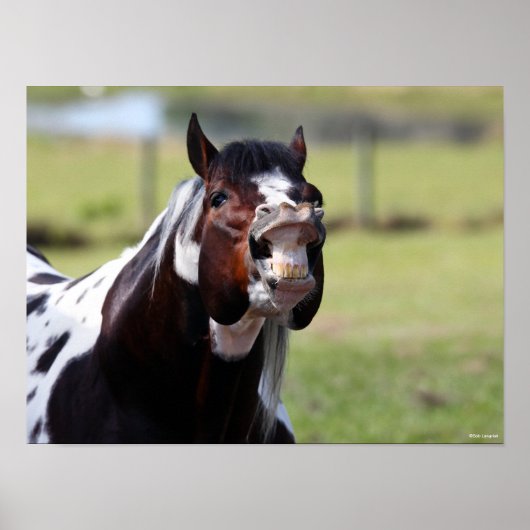 Bob Langrish | Paint Horse Stallion Flehmen Poster (Voorkant)