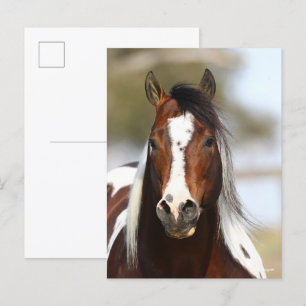 Bob Langrish   Paint Stallion Headshot Briefkaart