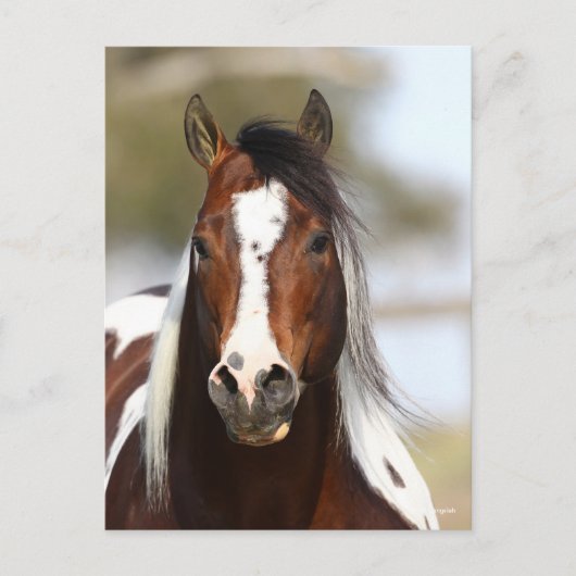 Bob Langrish | Paint Stallion Headshot Briefkaart (Voorkant)