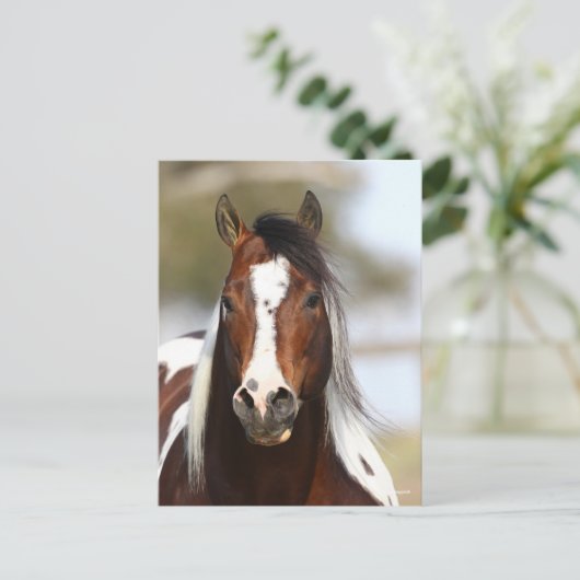 Bob Langrish | Paint Stallion Headshot Briefkaart (Staand voorkant)